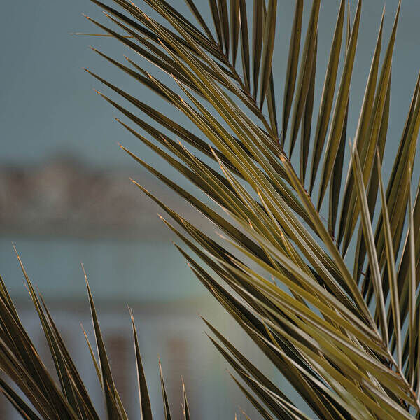 Botanik Palms with view 