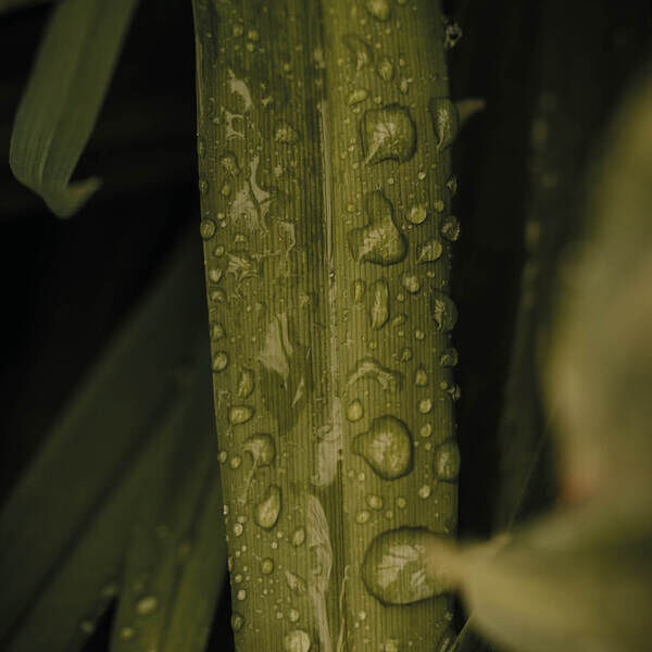 Botanik Green raindrops