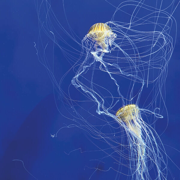 Nature-Two Jellyfishes