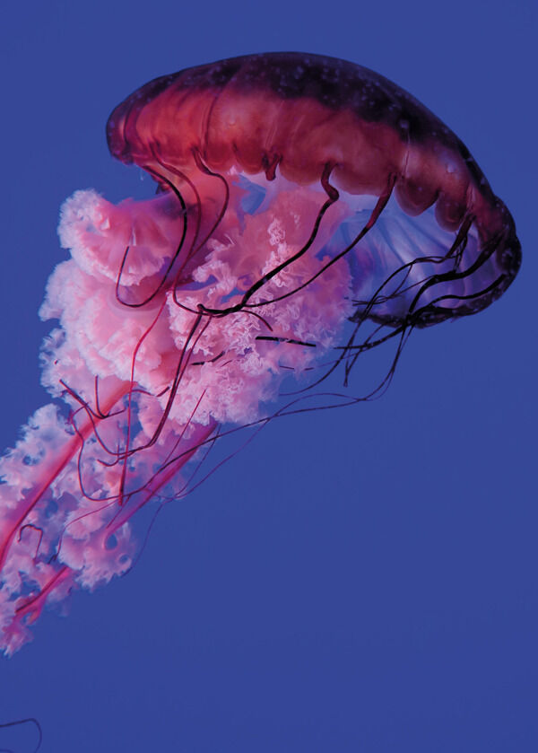 Nature-Pink Jellyfish