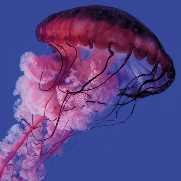 Nature-Pink Jellyfish